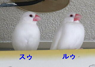 20091019文鳥ズ.jpg