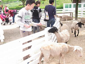 20120519 羊2.jpg